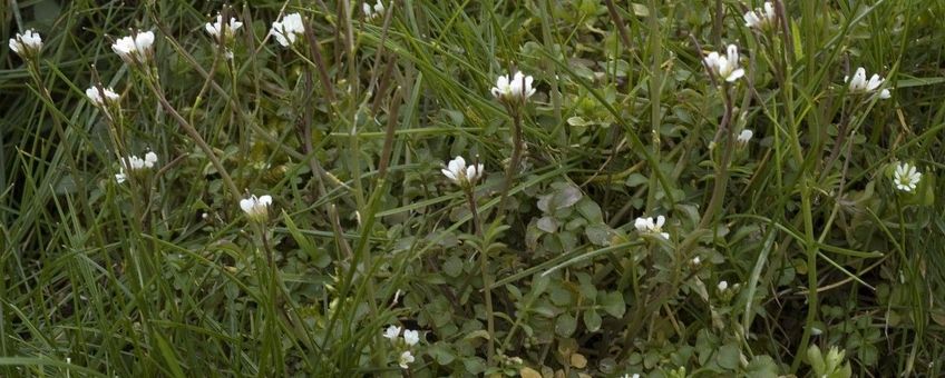 Kleine veldkers Saxifraga