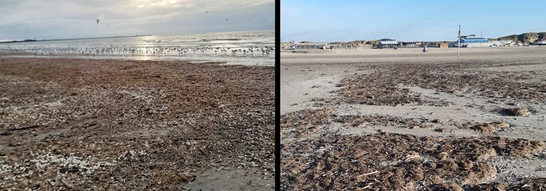 Links: Wijk aan Zee na storm Amy, begin oktober 2025, het strand ligt vol aanspoelsel. De in groten getale aanwezige meeuwen eten hun buik vol. Rechts: IJmuiden na storm Benjamin