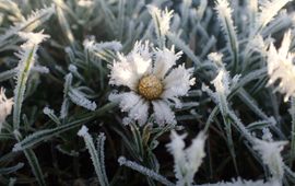 Madeliefje daalde naar plek 5 in deze plantenjacht