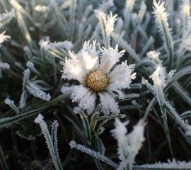 Madeliefje daalde naar plek 5 in deze plantenjacht