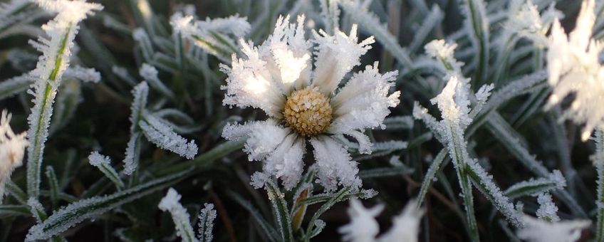 Madeliefje daalde naar plek 5 in deze plantenjacht
