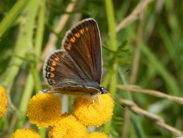 Het vrouwtje van het icarusblauwtje is meestal bruin van boven, zoals deze, maar sommige vrouwtjes hebben veel blauwe bestuiving