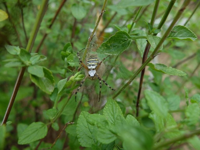 Een wespspin bewaakt haar eicocon