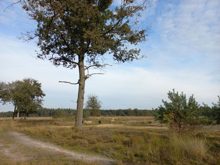 Het heidegebied in ontwikkeling met grazende schapen op de achtergrond