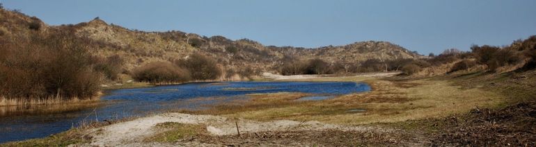 Op de Kop van Schouwen is het Genaveld tonnetje veelvuldig in natuurlijke habitats aangetroffen, zoals in de Verklikkerduinen