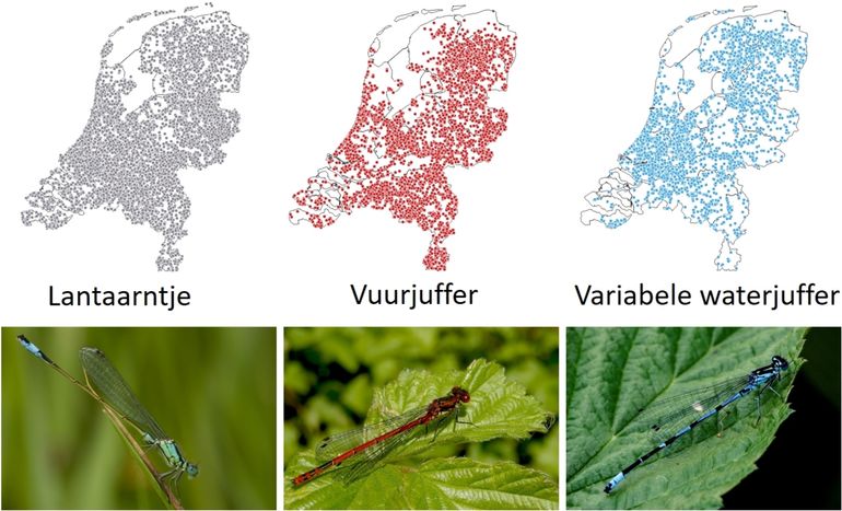 Wat voorjaarsjuffers die nu vliegen; kaartjes geven waarnemingen vanaf 2015 weer