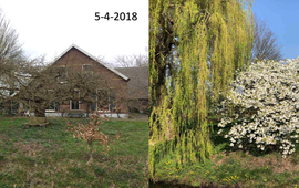 GrowApp.today Verschil in ontwikkeling van een sierkers in Bennekom tussen 5 april 2018 en 7 april 2019