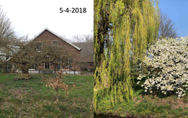 Verschil in ontwikkeling van een sierkers in Bennekom tussen 5 april 2018 en 7 april 2019