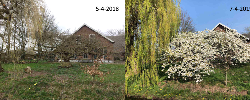 Verschil in ontwikkeling van een sierkers in Bennekom tussen 5 april 2018 en 7 april 2019