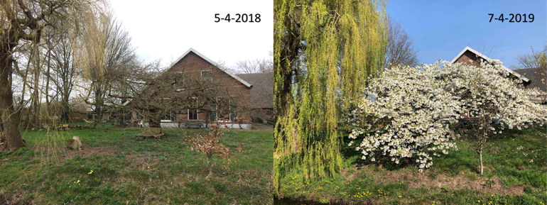 Verschil in ontwikkeling van een sierkers in Bennekom tussen 5 april 2018 en 7 april 2019