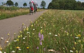 Een goed beheerde berm met orchideeën; een genot voor de fietser