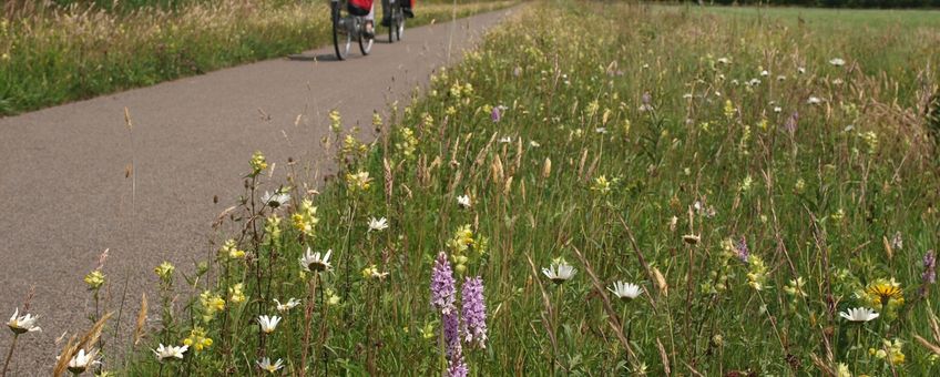 Een goed beheerde berm met orchideeën; een genot voor de fietser