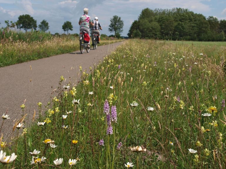 Een goed beheerde bloemrijke berm met orchideeën; een paradijs voor insecten én een genot om langs te fietsen