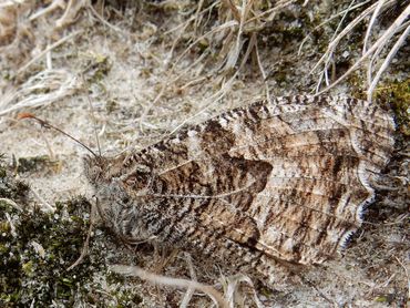 Veel soorten van de heide zijn sterk achteruitgegaan, zoals deze heivlinder