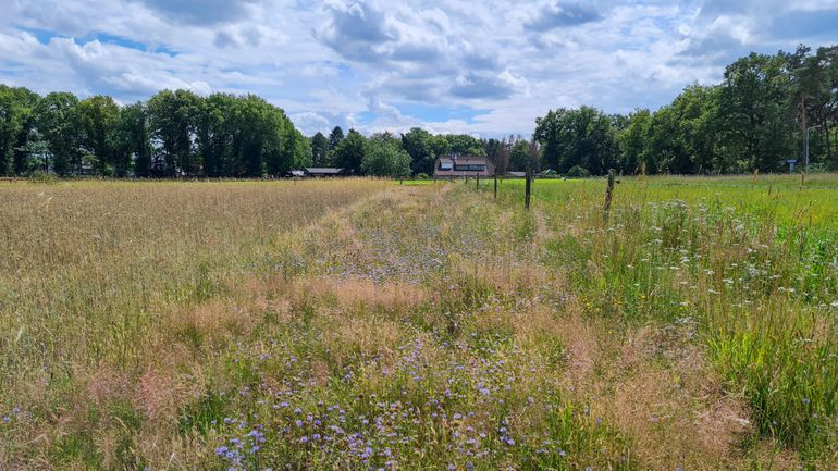 Dankzij permanente kruidenstroken zijn er ook na de oogst nog volop bloemen aanwezig