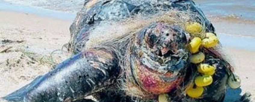 Eenmalig gebruik, zeeschildpad vol visserijafval