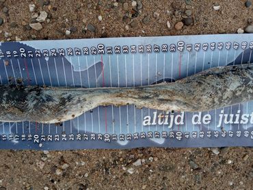 Waarnemingen van beschadigde palingen worden met een foto vastgelegd