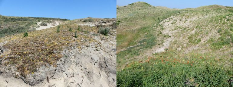 Habitat van de duinmaskerbij in Noord-Holland: links in de Amsterdamse Waterleidingduinen, rechts in het Noord-Hollands Duinreservaat