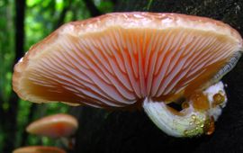 Dan Molter-Wikimedia commons Zalmzwam