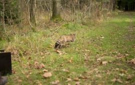 Wilde kat rent weg na zenderen