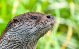 Otter