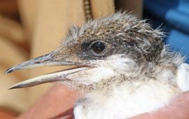 Jonge grote stern op Texel (eemalig en exclusief gebruik WUR)