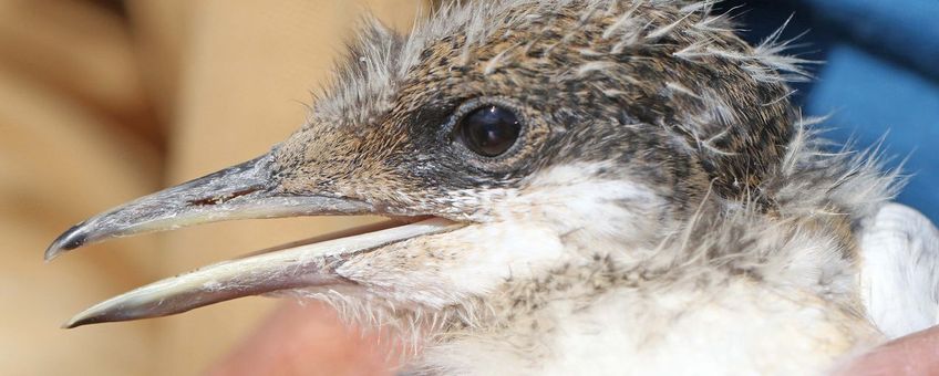 Jonge grote stern op Texel (eemalig en exclusief gebruik WUR)