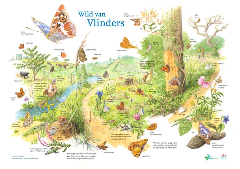 Vlinderposter Wild van Vlinders (pdf; 1,5 MB)