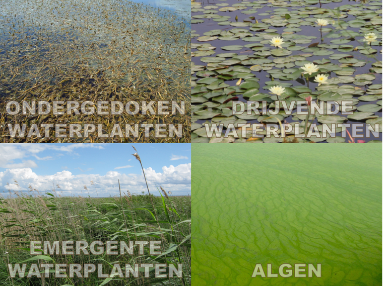 Verschillende typen waterplanten