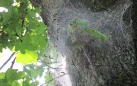 Nest eikenprocessierups in Noord-Limburg op 23 mei 2014