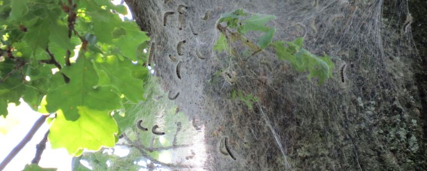 Nest eikenprocessierups in Noord-Limburg op 23 mei 2014