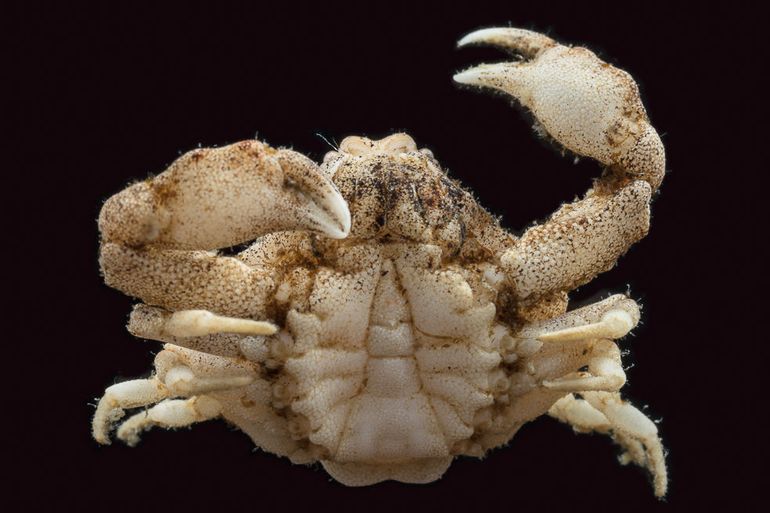 De Gladde kiezelkrab van onderaf gezien in vitro