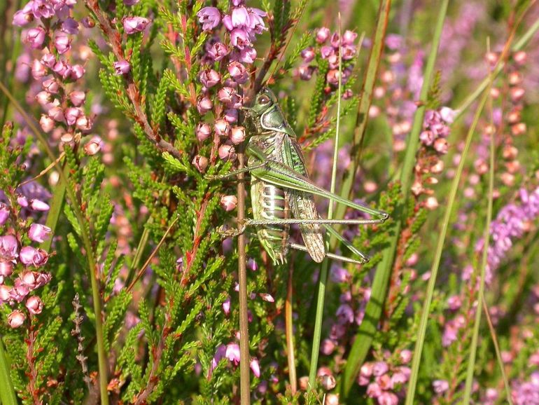 Kleine wrattenbijter, man, in opgaande vegetatie van struikheide