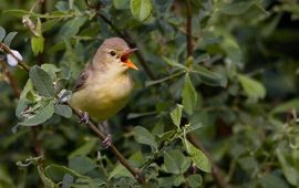 Zingende spotvogel