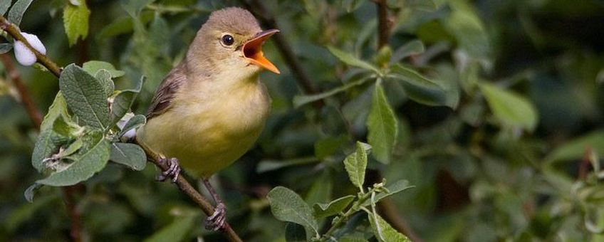 Zingende spotvogel