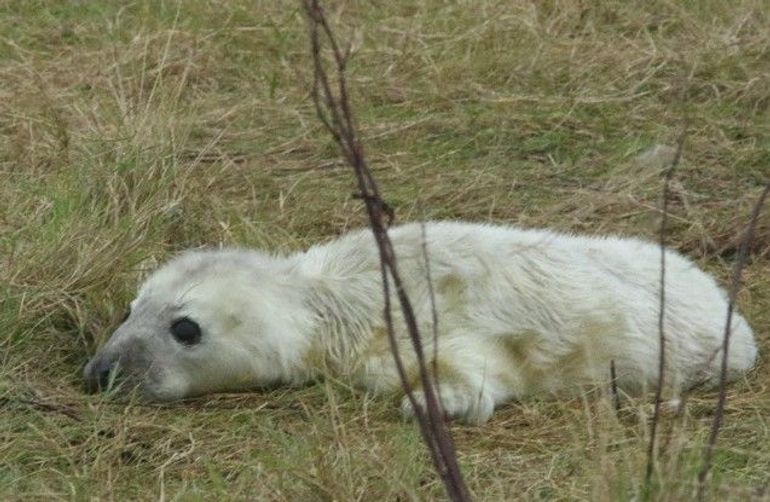 Hele jonge pup, die nog een beetje geel is