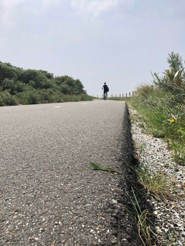 Ook in de kustduinen, in dit geval Solleveld (Zuid-Holland) zijn en worden nog steeds nieuwe fietspaden aangelegd in onaangetast duin en leefgebied van onder andere de zandhagedis