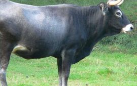 Piet Spaans Tudance koe; GNU Free Documentation License