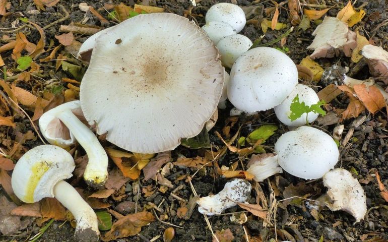 Karbolchampignon (giftig)