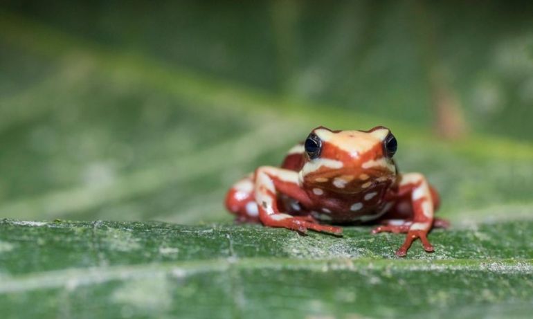 The phantasmal poison frog, Epipedobates anthonyi, is the original source of epibatidine, discovered by John Daly in 1974. In fact, epibatidine is named for frogs of this genus. Epibatidine has not been found in any animal outside of Ecuador, and its ultimate source, proposed to be an arthropod, remains unknown. This frog was captured at a banana plantation in the Azuay province in southern Ecuador in August 2017