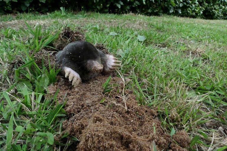 Een mol komt boven de grond 