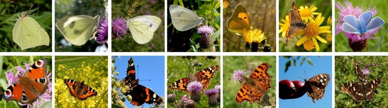 Vlinders die nu eind oktober nog te zien zijn: v.l.n.r. boven: citroenvlinder, groot koolwitje, klein geaderd witje, klein koolwitje, oranje luzernevlinder, kleine vuurvlinder & icarusblauwtje. Onder: dagpauwoog, kleine vos, atalanta, distelvlinder, gehakkelde aurelia, bont zandoogje & landkaartje.