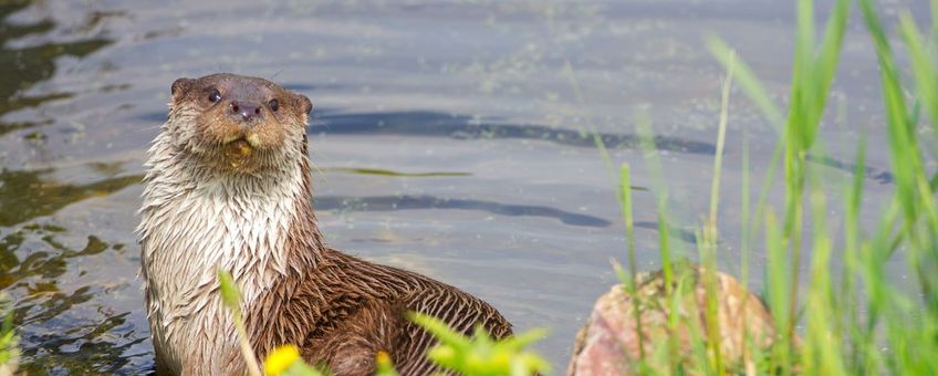 Otter