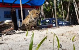 Een jaguar klimt uit een put, nadat gemeenschapsleden zichzelf in veiligheid brachten en de boomstammen van de put verwijderden.