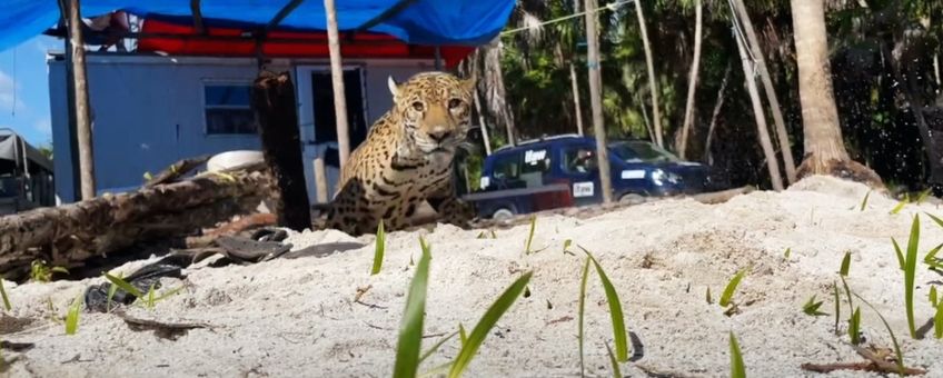 Een jaguar klimt uit een put, nadat gemeenschapsleden zichzelf in veiligheid brachten en de boomstammen van de put verwijderden.