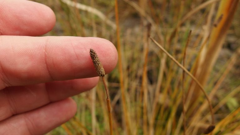 Uitgebloeide Eleocharis engelmannii op groeiplaats bij Son