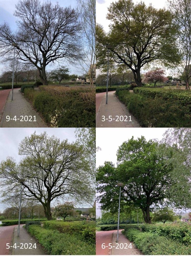 Verschil in ontwikkeling van een zomereik in het voorjaar van 2021 en 2024