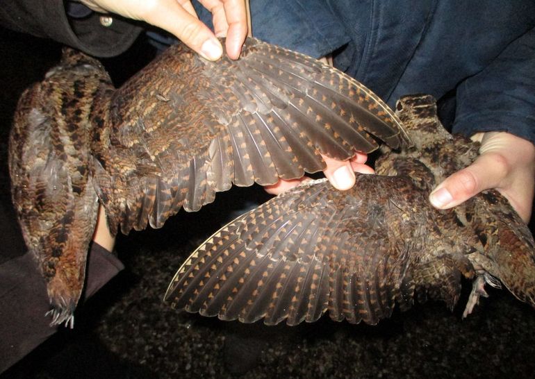 Twee houtsnippen waarbij leeftijdsbepaling op basis van onder andere het patroon op de handpendekveren uitwijst dat de linker vogel een adult is en de rechtse vogel een eerste winter 