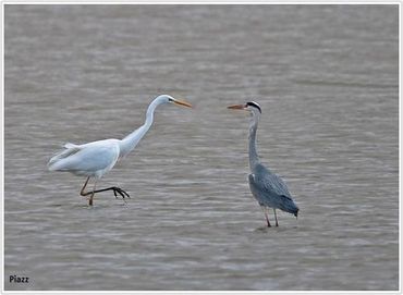 Grote zilverreiger en blauwe reiger