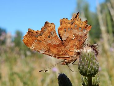 De onderzijde van de gehakkelde aurelia is bruin en dat is prima in de winter tussen de dode bladeren